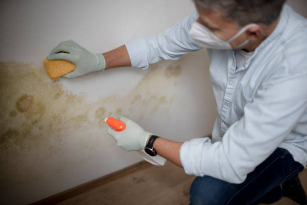 Best Attic Mold Remediation in Citrus Heights, CA